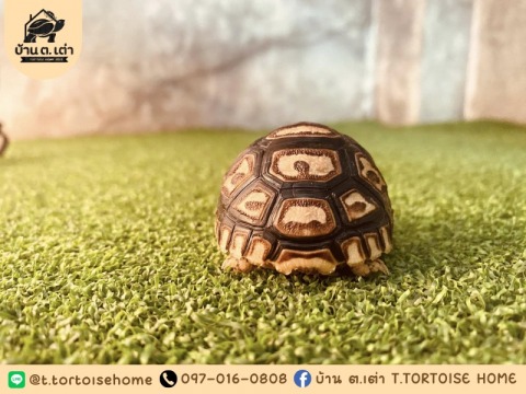 บ้าน ต.เต่า โรงแรมเต่า